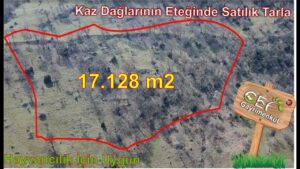 17.128 m2 Ağaçlık Bakımsız Tarla