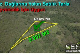 3.992 m2 Resmi Kadastro Yolu Olan Hayvancılık İçin Uygun Düz Tarla