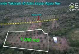 📌 1.250 m2 Bandırma Yatırımlık Zeytinlik