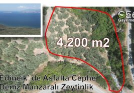 4.200 m2 Resmi Yola Cephe Deniz Manzaralı Zeytinlik