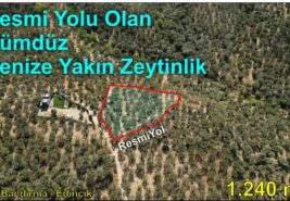 1.240 m² Resmi Yolu Olan Dümdüz Denize Yakın Zeytinlik