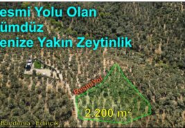 2.205 m² Resmi Yolu Olan Denize Yakın Dümdüz Zeytinlik